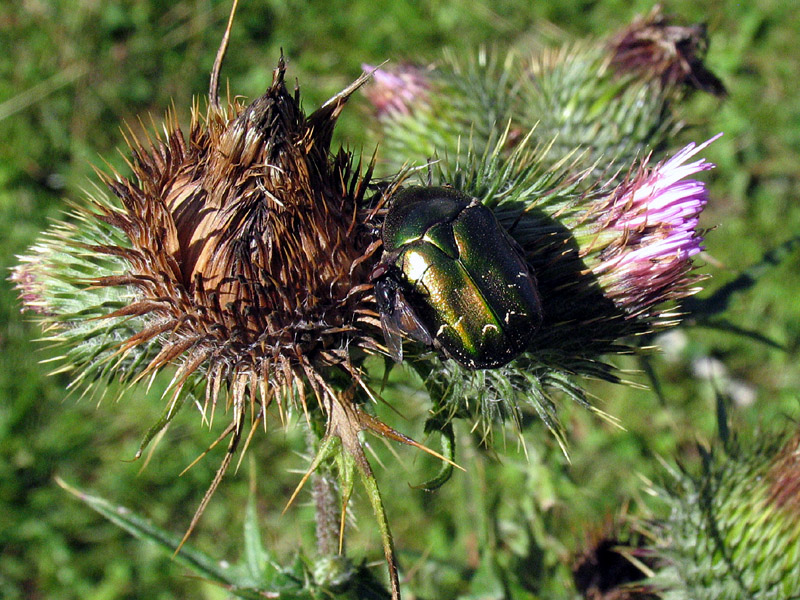 Cirsium vulgare (Savi) Ten / Cardo asinino